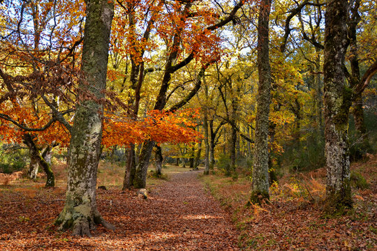 Landscape of the forest of Hayedo de Montejo (Spain)