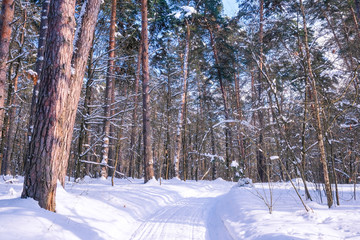 Fototapeta premium Landscape with the image of winter wood