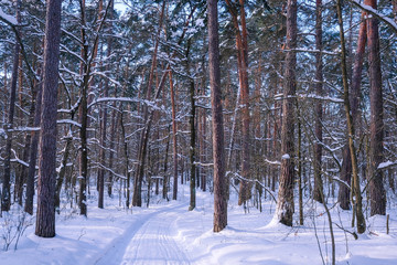 Landscape with the image of winter wood