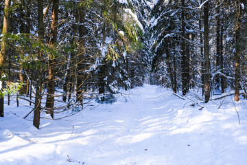 Landscape with the image of winter wood