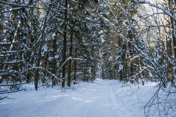 Landscape with the image of winter wood