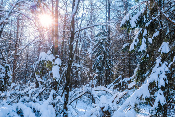 Landscape with the image of winter wood