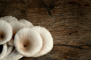 Oyster mushrooms on wooden table, top view.