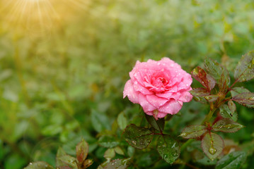 Pink rose in the garden with sun rays and flare, Selective focus.