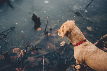 Small yellow dog by the frozen lake - obrazy, fototapety, plakaty