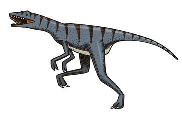 Dinosaur Velociraptor, skeletons, fossils. Prehistoric reptiles, Animal engraved Hand drawn vector.
