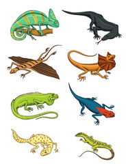 Chameleon Lizard, green iguana, Komodo dragon monitor, American Sand, exotic reptiles or snakes, spotted fat-tailed gecko. wild animals lacertian in nature. vector illustration. engraved hand drawn.