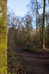 Fototapeta premium a peaceful woodland walking trail in Loch Lomond and Trossachs national park 