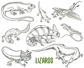 Chameleon Lizard, green iguana, Komodo dragon monitor, American Sand, exotic reptiles or snakes, spotted fat-tailed gecko. wild animals lacertian in nature. vector illustration. engraved hand drawn.