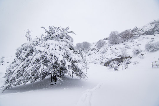 gorbea