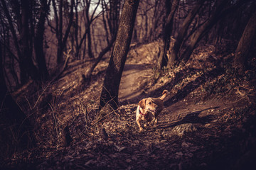 Dog enjoying in forest