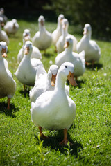 Flock of ducks