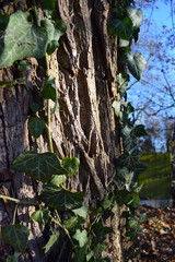 Baumstamm Nahaufnahme