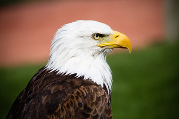 Close up profile of bald eagle