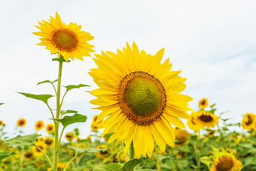 flowering sunflowers in the field