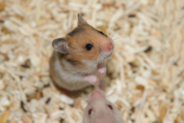 Hamster rat pet cute 