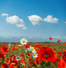 summer flowers in meadow and clouds over it