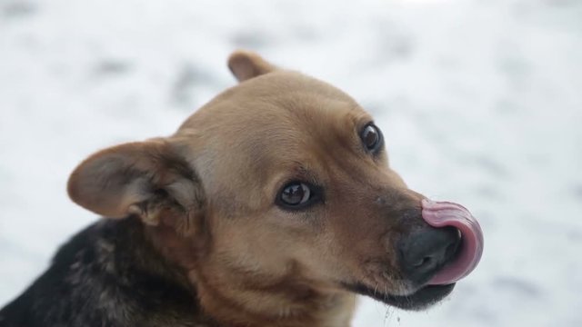 Stray dogs starving and wandering