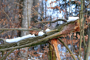 abgebrochener Baumstamm in verschneitem Wald