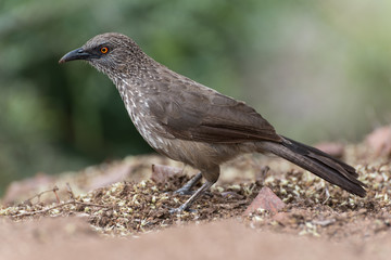 Close up of arrow-marked babbler standing on ground with green background, Kruger National park, South Africa - obrazy, fototapety, plakaty
