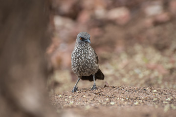 Close up of arrow-marked babbler standing on ground with brown background, Kruger National Park, South Africa