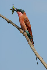 Southern Carmine Bee-eater sitting on a branch with green grasshopper in Kruger National park, South Africa