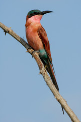 Southern Carmine Bee-eater sitting on a brown branch in Kruger National park, South Africa