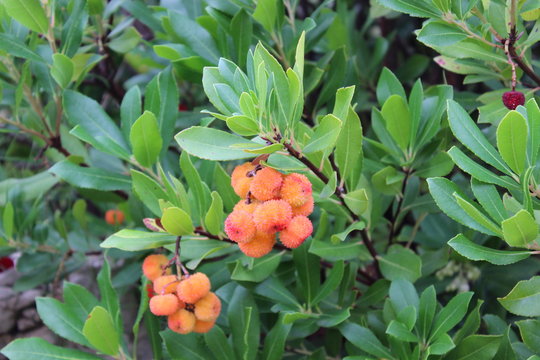 Erdbeerbaum