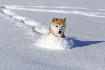 雪原で遊ぶ柴犬