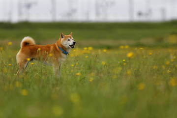 野原で遊ぶ柴犬