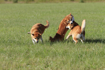 じゃれ合う3頭の柴犬