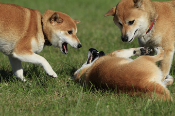 じゃれ合う3頭の柴犬