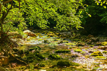 mountain river in the forest