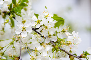 apple tree flowers blooming with green leaves
