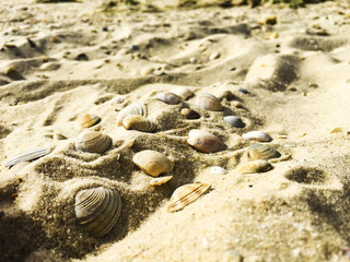 seashells on the seaside on the sand