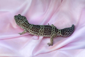Leopard geckos (Eublepharis macularius) on pink satin fabric