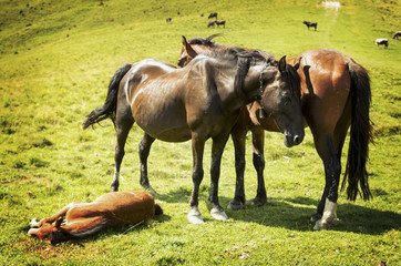 three horses in the mountains