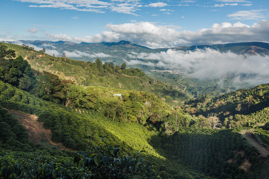 Kaffeeplantage im Hochgebirge Tarrazu in Costa Rica