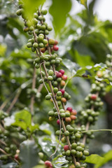 Coffee plant with coffee berries on branch. Location a coffee plantation in Boquete, Panama Central America