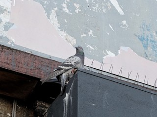 Pigeon roosting on ledge