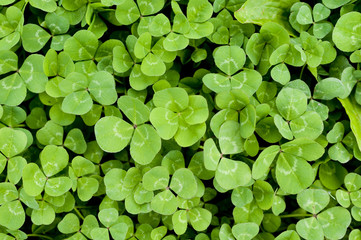 シロツメクサ  四つ葉のクローバー © kariphoto