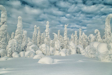 Fototapeta na wymiar Stunning winter landscape with snow-covered trees.