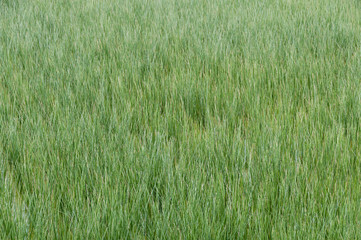 ビーグ（イ草）畑