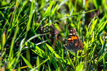 Colorful butterfly Vanessa cardui in grass