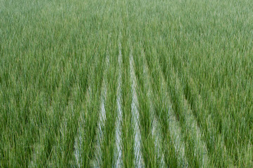 ビーグ（イ草）畑