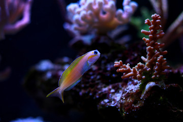 Midas Blenny (Ecsenius midas)