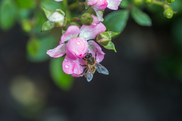 Honey bee collects nectar from a pink rose flower. A rose flower close-up. Detailed image of the bee collecting pollen.