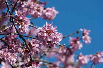 Cherry Blossom