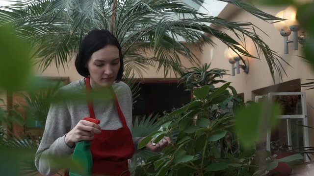 Woman gardener in red apron watering plants with garden sprayer in greenhouse