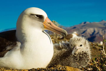 Albatross laysan © aurelio